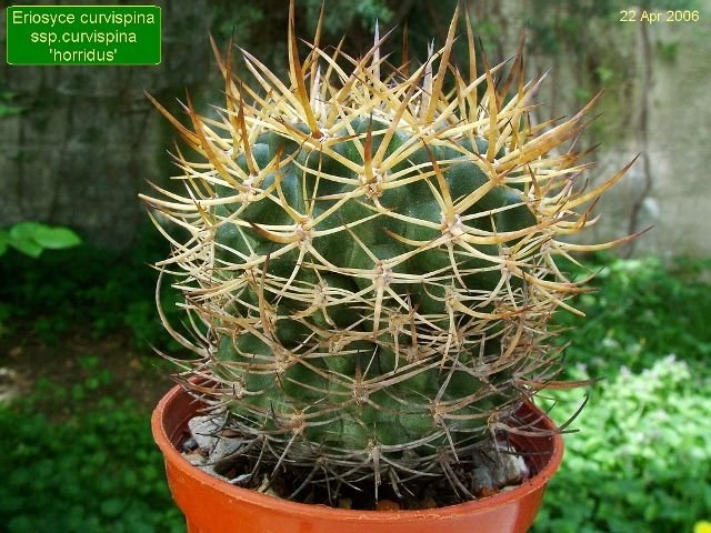 Eriosyce _curvispina _ssp.curvispina 'horridus' 01